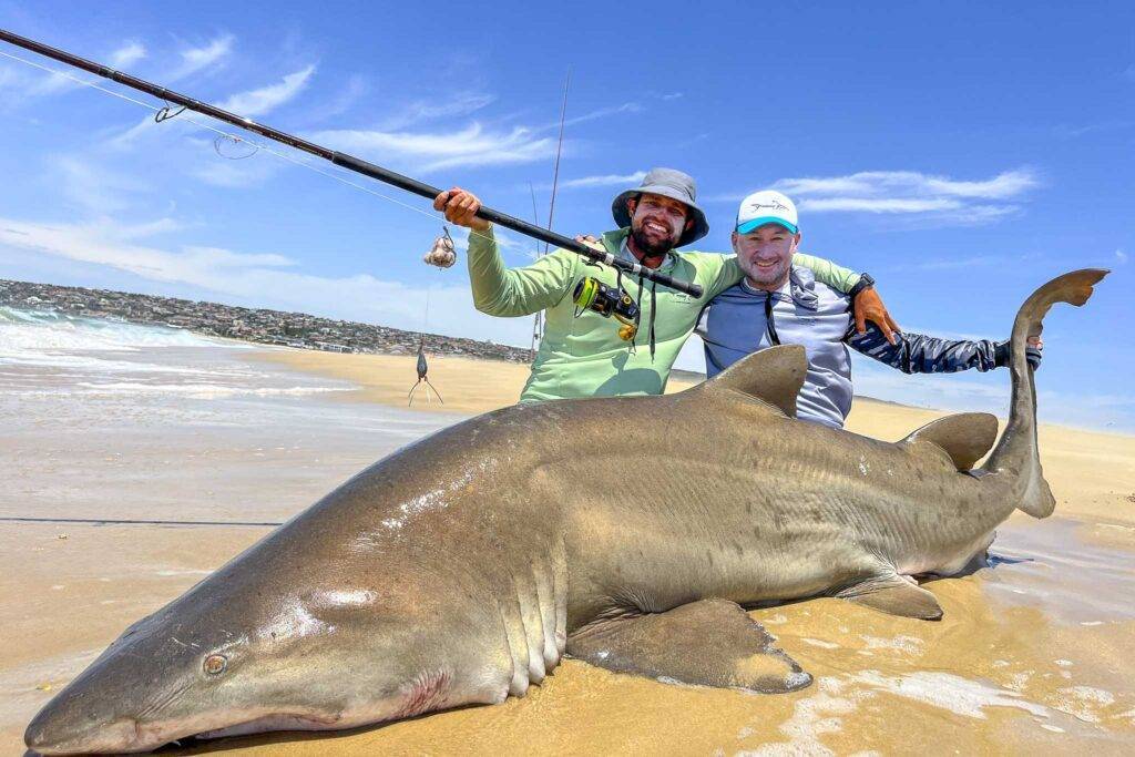 Sandtigerhai gefangen in der Jeffrey's Bay in Südafrika