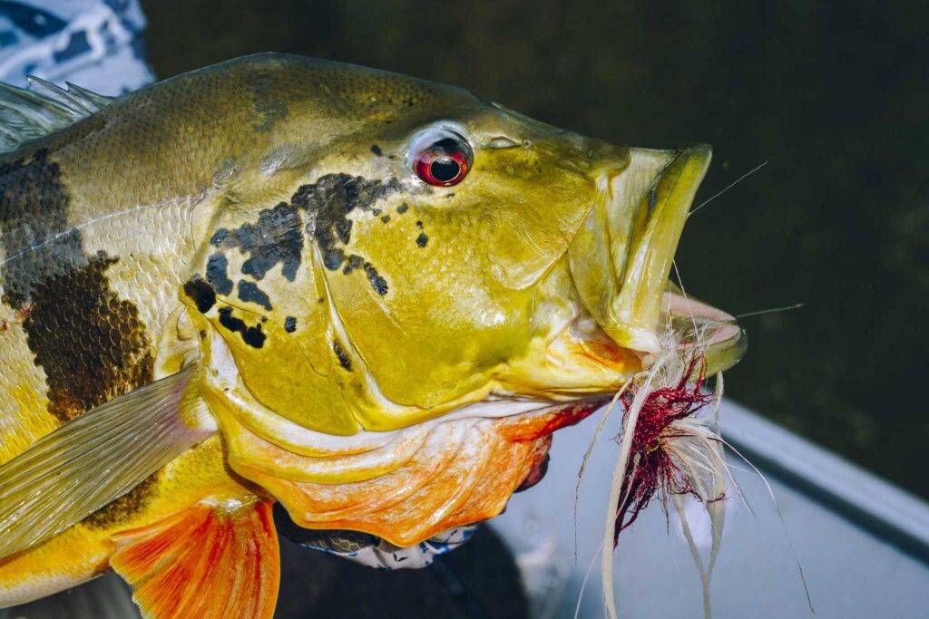 Peacock Bass gefangen in Kolumbien
