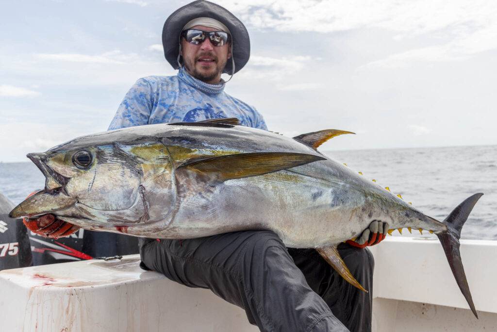 Gelbflossenthunfisch gefangen in Panama