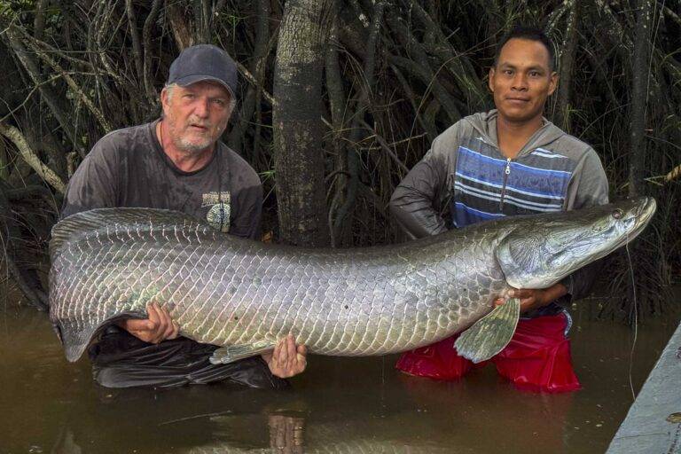 arapaima-angelreise-121