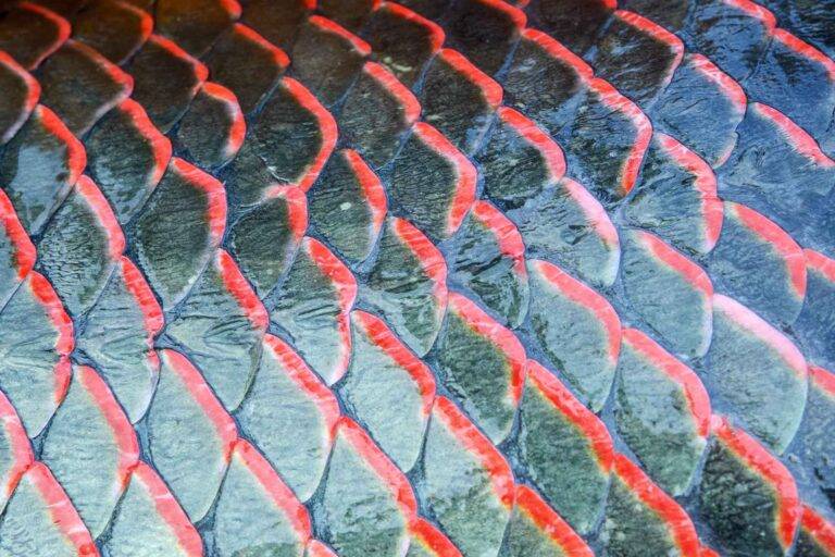 arapaima-angelreise-43