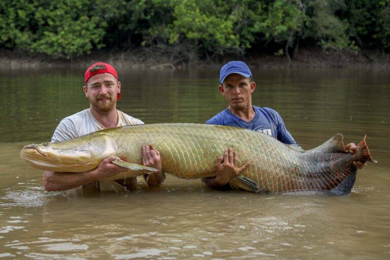arapaima-angelreise-74