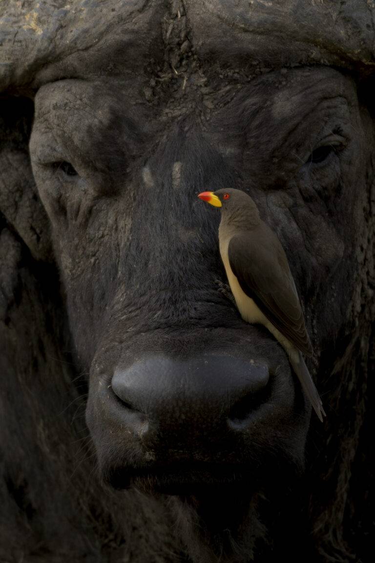 buffalo-1