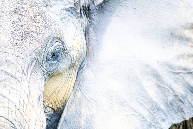 elephant-1