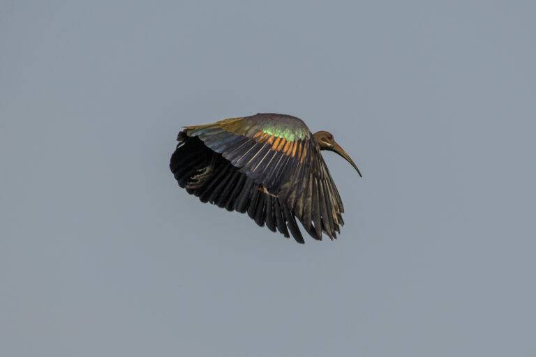 gabun-angelreise-45
