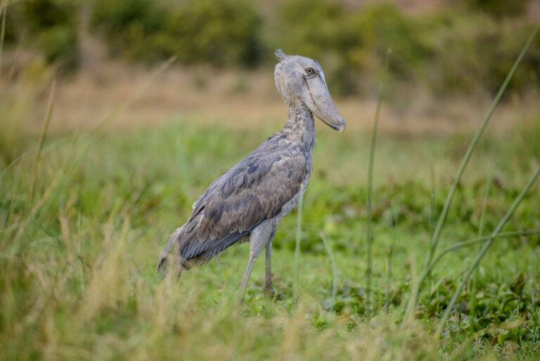 uganda-angelreise-31