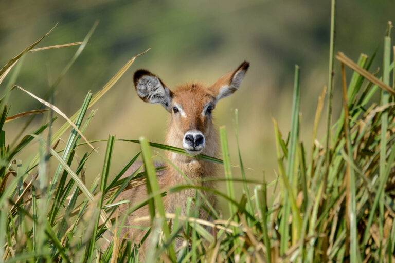 uganda-angelreise-40