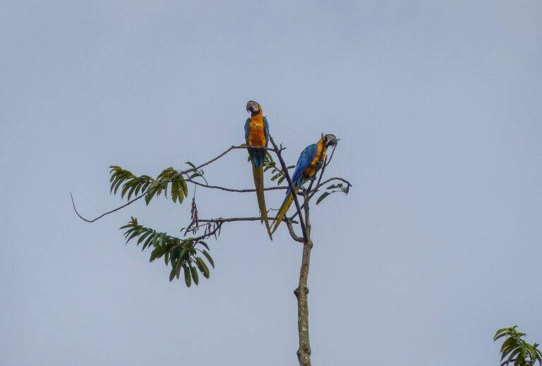 angeln-suriname-33