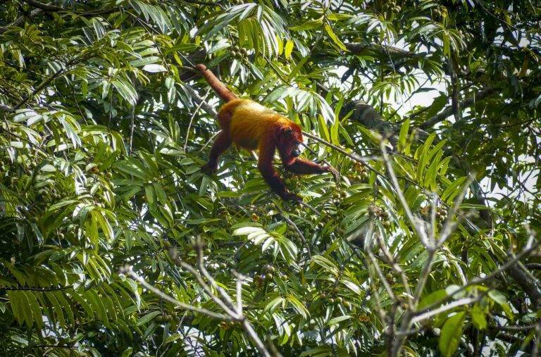 angeln-suriname-34