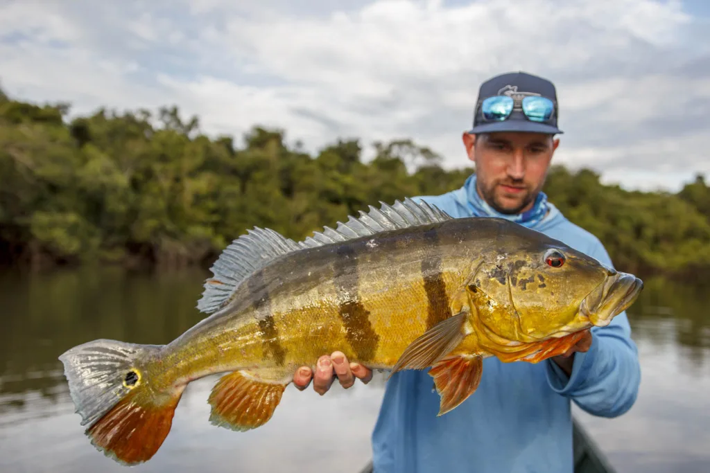 Peacock Bass gefangen in Kolumbien