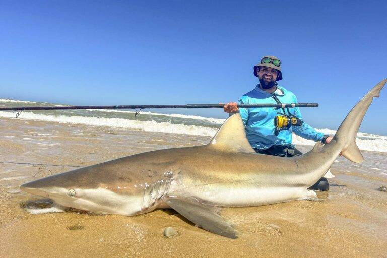 Bronze Whaler Shark gefangen in Jeffrey's Bay, Südafrika
