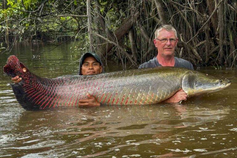 arapaima-angelreise-122