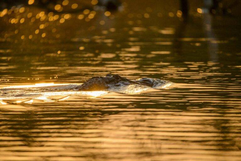 arapaima-angelreise-25