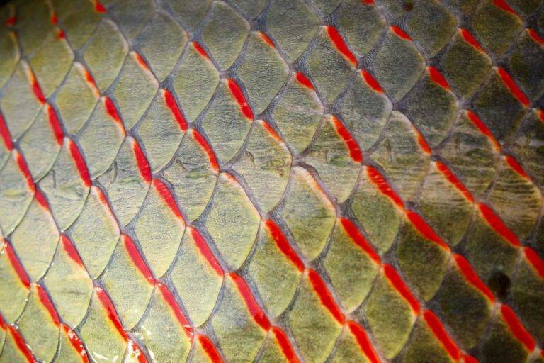 arapaima-angelreise-35