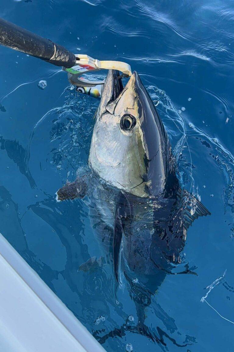 bluefintuna_marokko-7
